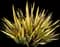 Apricot Queen™ New Zealand Flax — design image 1