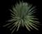 Spanish Dagger Yucca — design image 14