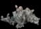 Tulip Prickly Pear Cactus — design image 2