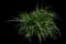 Lily Turf Grass — design image 9