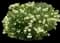 Snowball Bush — design image 1