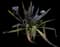 Asiatic poison lily — design image 22