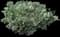 Cherry Laurel Shrub — design image 16