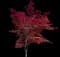 Emperor I® Japanese Maple Tree — design image 1