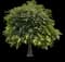 Northern Catalpa — design image 4