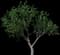 Apple Tree — design image 2