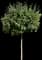 Lollizam Lollipop® Flowering Crabapple Tree — design image 6