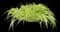 Japanese Forest Grass — design image 8
