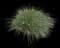 Little Bunny Dwarf Fountain Grass — design image 1