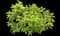 Panicle Hydrangea — design image 3