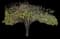Eastern Redbud Tree — design image 17