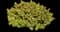 Culinary Salvia — design image 3