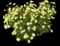 Moonbeam Threadleaf Tickseed — design image 2