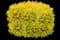 Ilex Touch of Gold® — design image 2