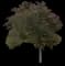 Norway Maple Tree — design image 13