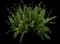 Kimberley Queen™ Australian Sword Fern, Queen Fern — design image 1