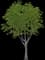 Amur Corktree — design image 1