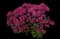 Pardon My Purple™ Bee Balm — design image 1