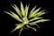 Giant Cabuya — design image 11