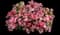 Bedazzled Pink Phlox — design image 1