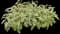 Culinary Salvia — design image 6