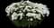 Shasta Daisy — design image 1