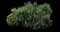 California buckwheat — design image 1