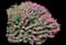 Pocomoke Crape Myrtle — design image 1