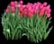 Tulips — design image 2