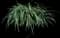 Lily Turf Grass — design image 29