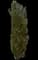 Oriental Arborvitae — design image 6