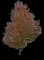 Silver Maple Tree — design image 20