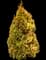 Filips Magic Moment' Arborvitae — design image 1