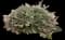 Catnip — design image 12