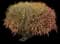 Red Banana Croton — design image 1