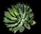 Fox Tail Agave — design image 22