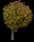 Kobus Magnolia Tree — design image 1