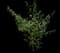 Butterfly Bush — design image 15
