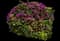 Pink Pixie Bougainvillea — design image 1