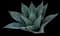 Whale's Tongue Agave — design image 3
