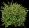 Boxwood Shrub — design image 23