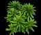 Tiger Lily — design image 2