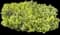 Japanese Yew — design image 8