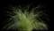 Fountain Grass (Pennisetum) — design image 2