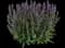 Apex™ Blue Salvia nemorosa — design image 1