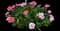 Carnation — design image 3