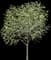 American Beech — design image 2