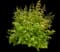 Flame Amur Maple Tree — design image 2