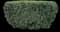 Japanese Yew — design image 7