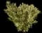 Red Oleander — design image 6